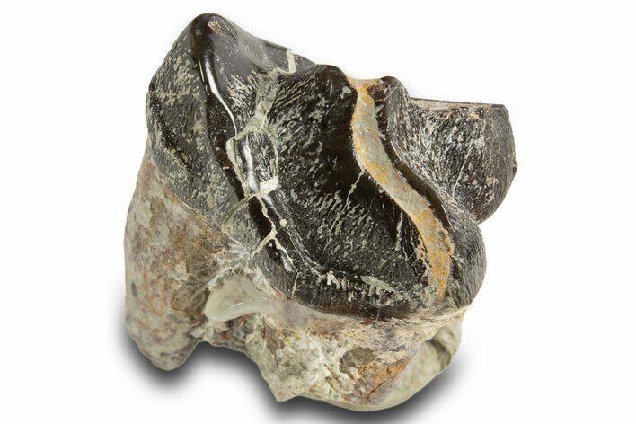 Fossil Eocene Coryphodon Mammal Tooth - Wyoming #316496
